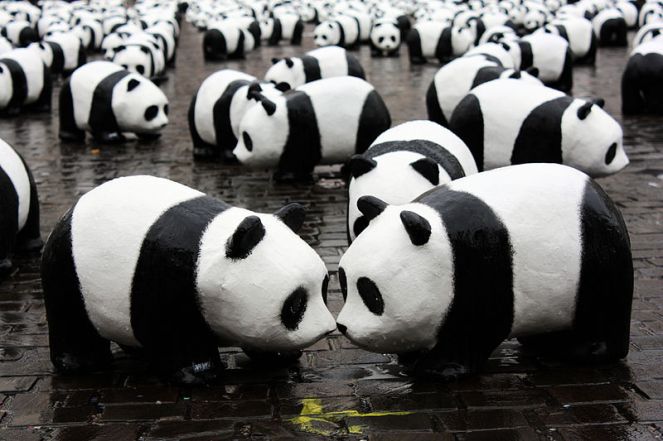 1600 Pandas+ World Tour